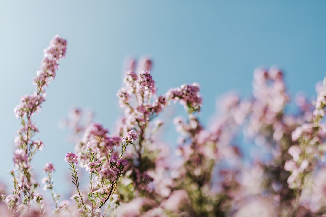 pink flowers in tilt shift lens