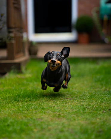 Oscar the dachshund joyfully exploring a sunny garden with his bright eyes focused ahead.