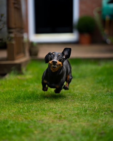 A small black and tan dachshund is joyfully running on a lush green lawn. The background is slightly blurred, featuring a wooden structure and a glimpse of potted plants, suggesting a garden or backyard setting. The dog appears animated and full of energy.