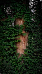 green moss on brown tree trunk
