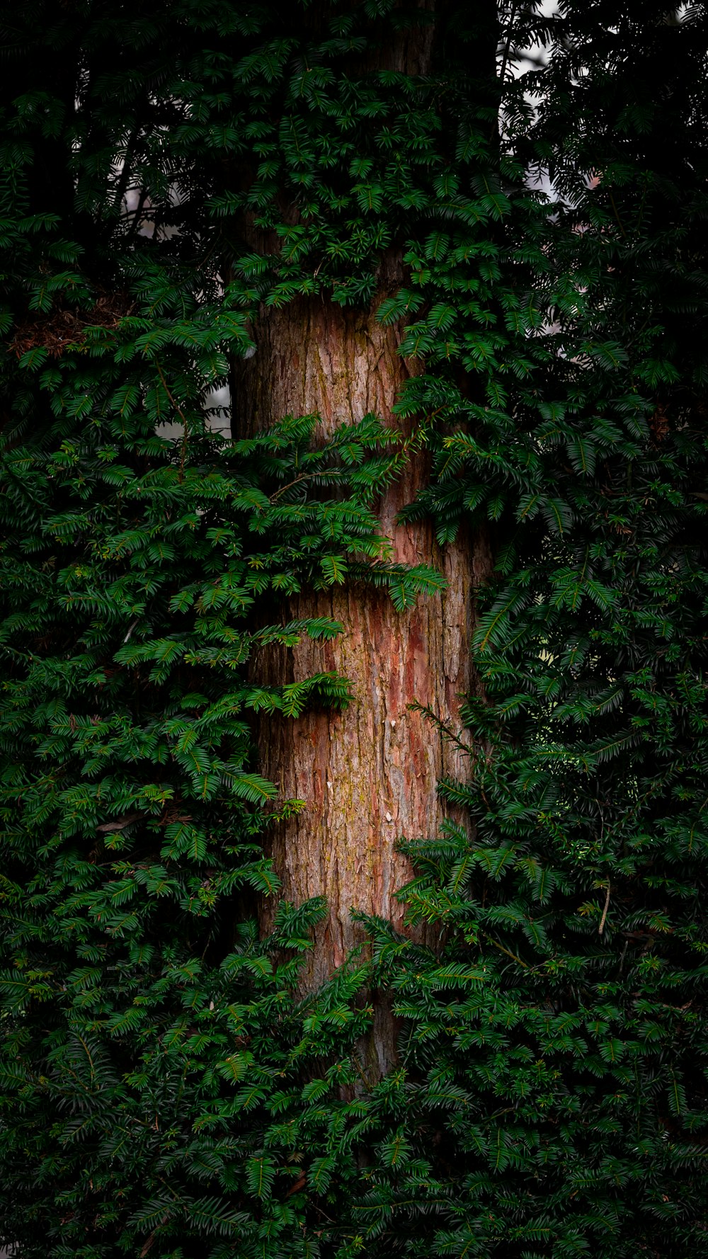 musgo verde no tronco marrom da árvore