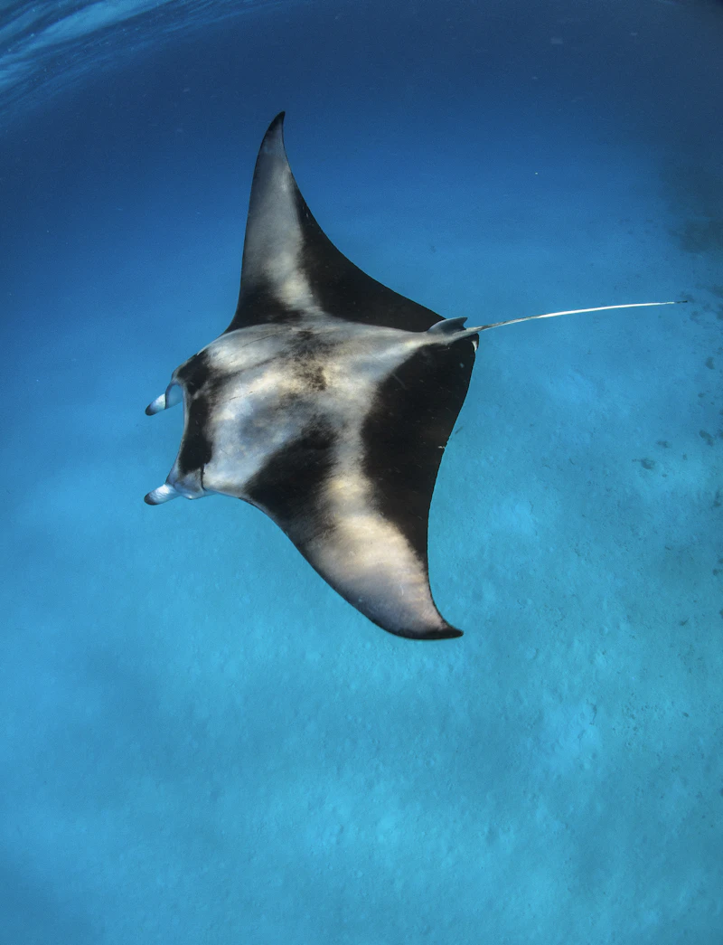 Giant Manta Ray (Mobula birostris)