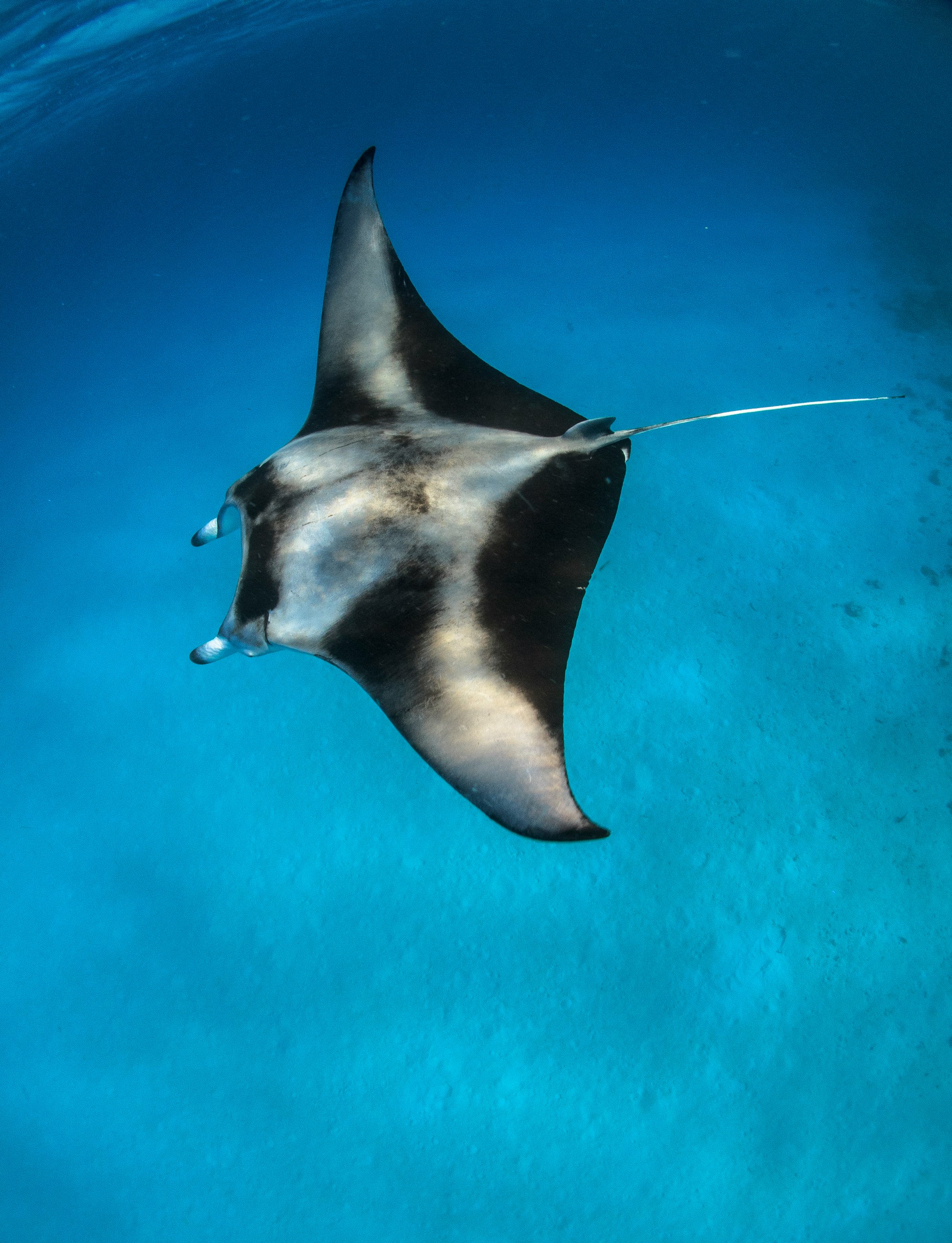 Manta ray in our lagoon