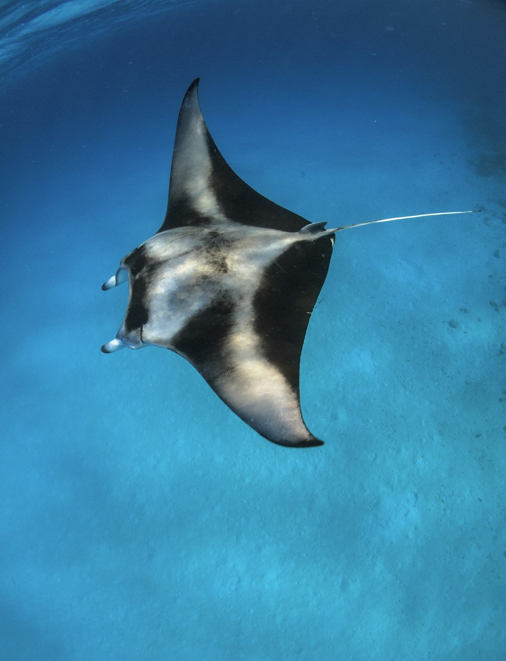 black and white whale under water