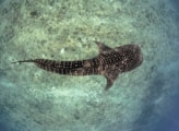 black and white fish in water