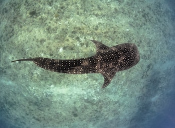 black and white fish in water