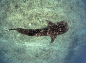 A large whale shark swims gracefully over a coral reef in clear ocean water. The shark's distinctive markings are visible on its back, and the sunlight filters through the water, illuminating the sea floor below.