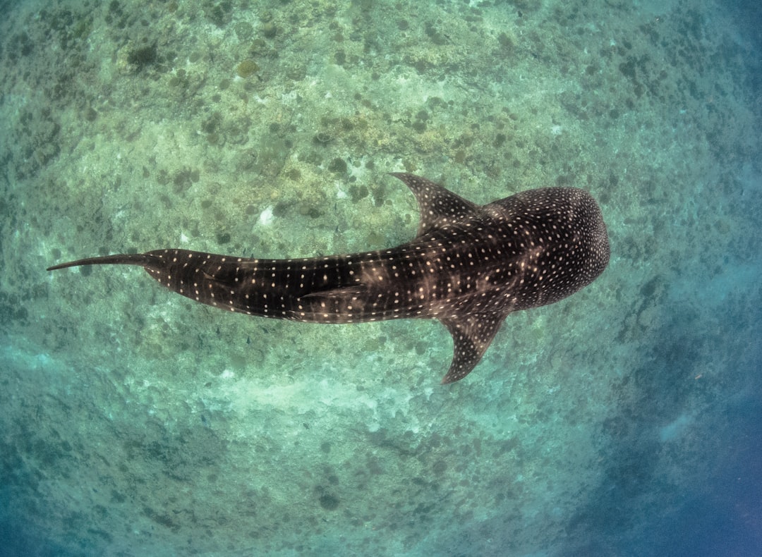 Underwater photo spot Maldives Vaavu