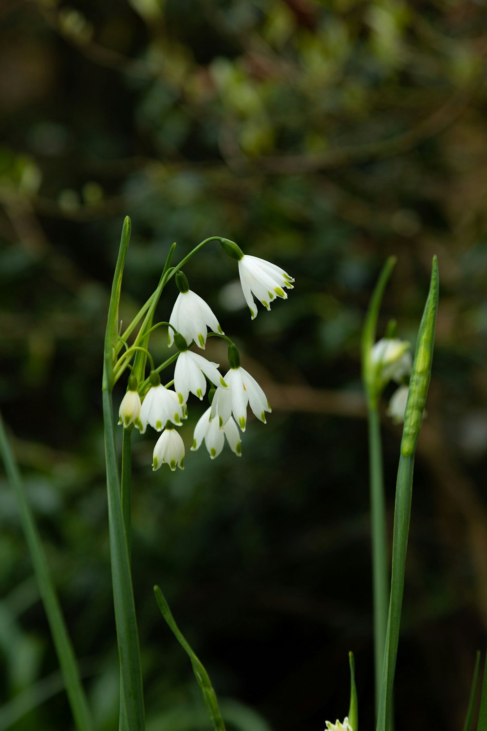 white flowers in tilt shift lens