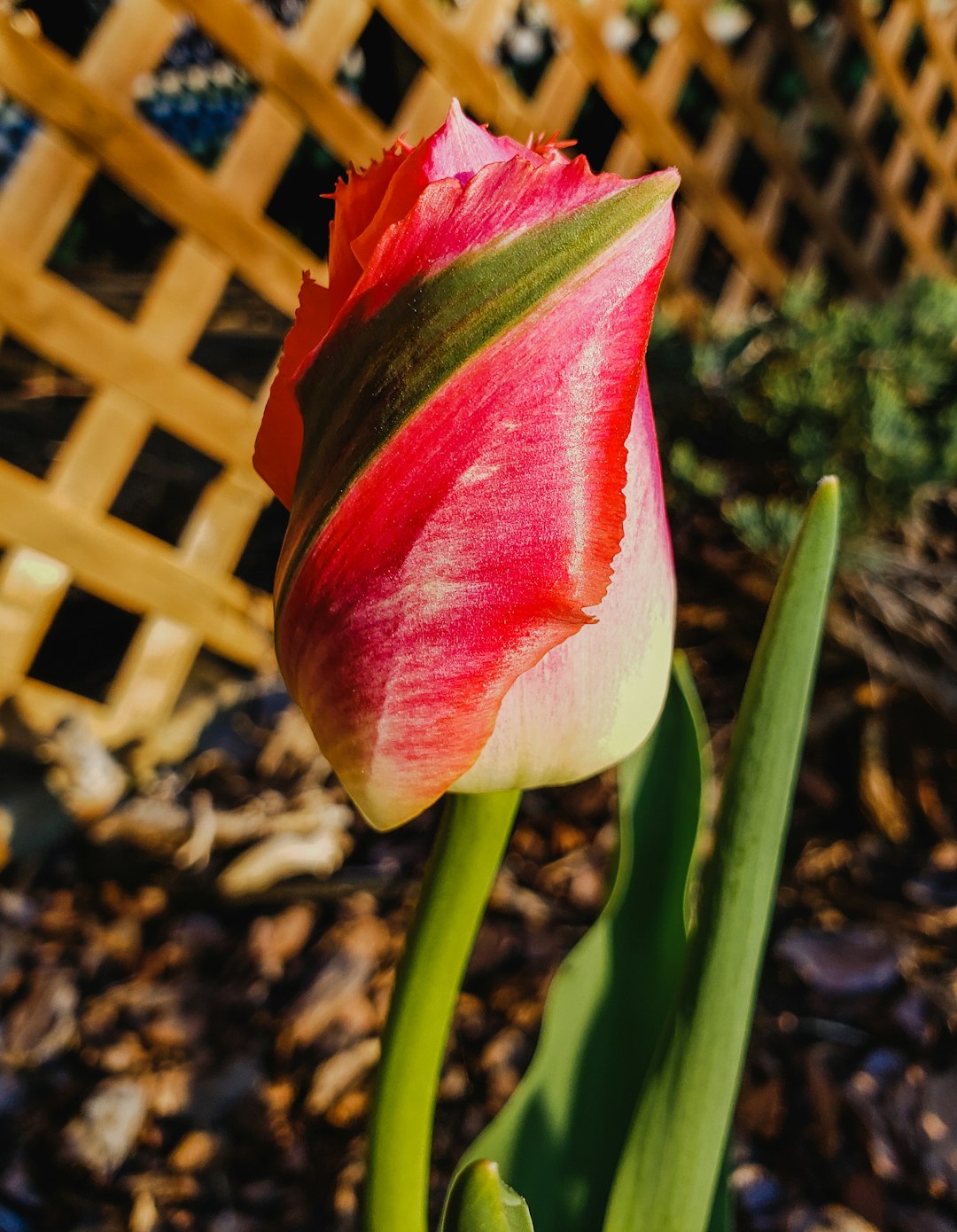red and yellow tulip in bloom during daytime