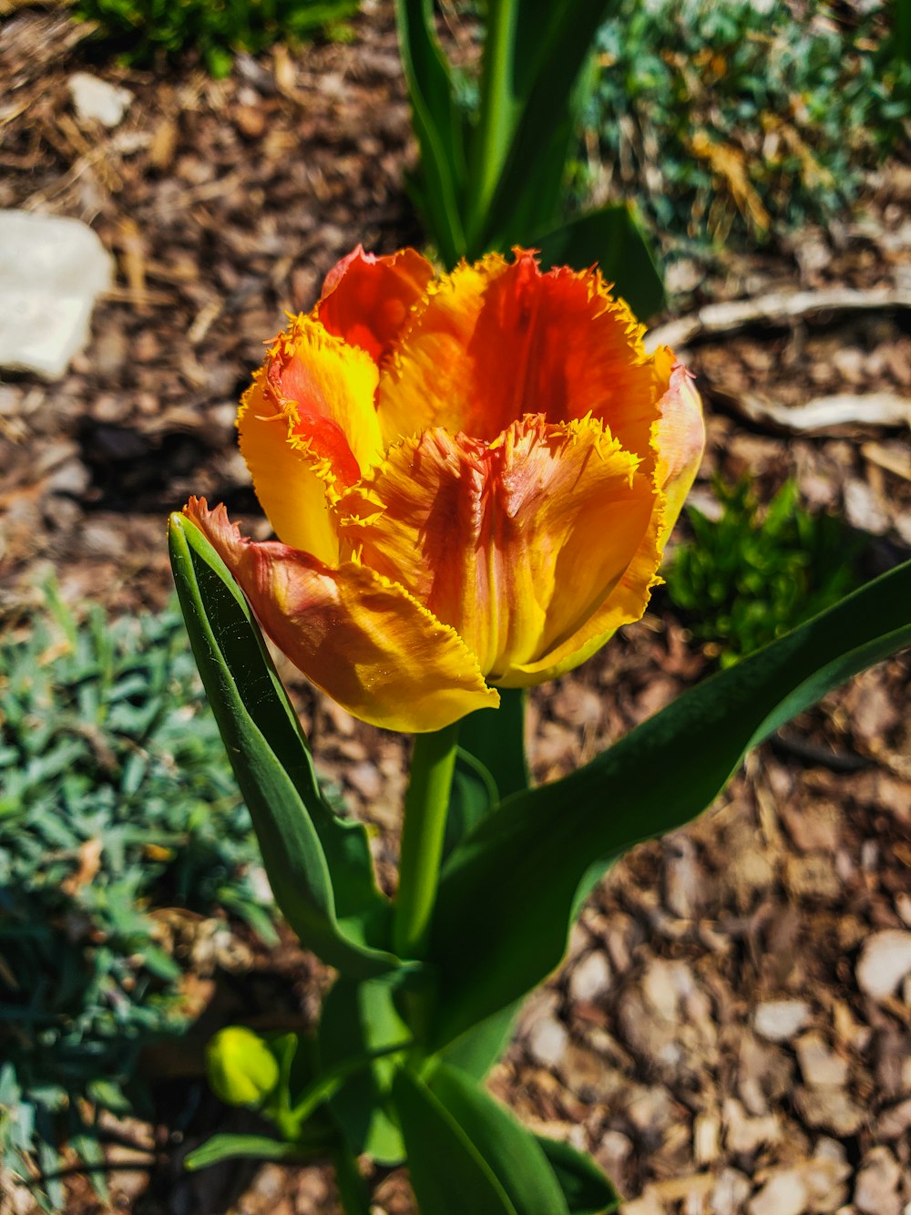 yellow flower in tilt shift lens