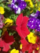 A close-up of colorful cut flowers in bloom.