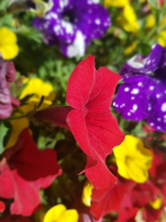 A close-up of colorful African flora in bloom.