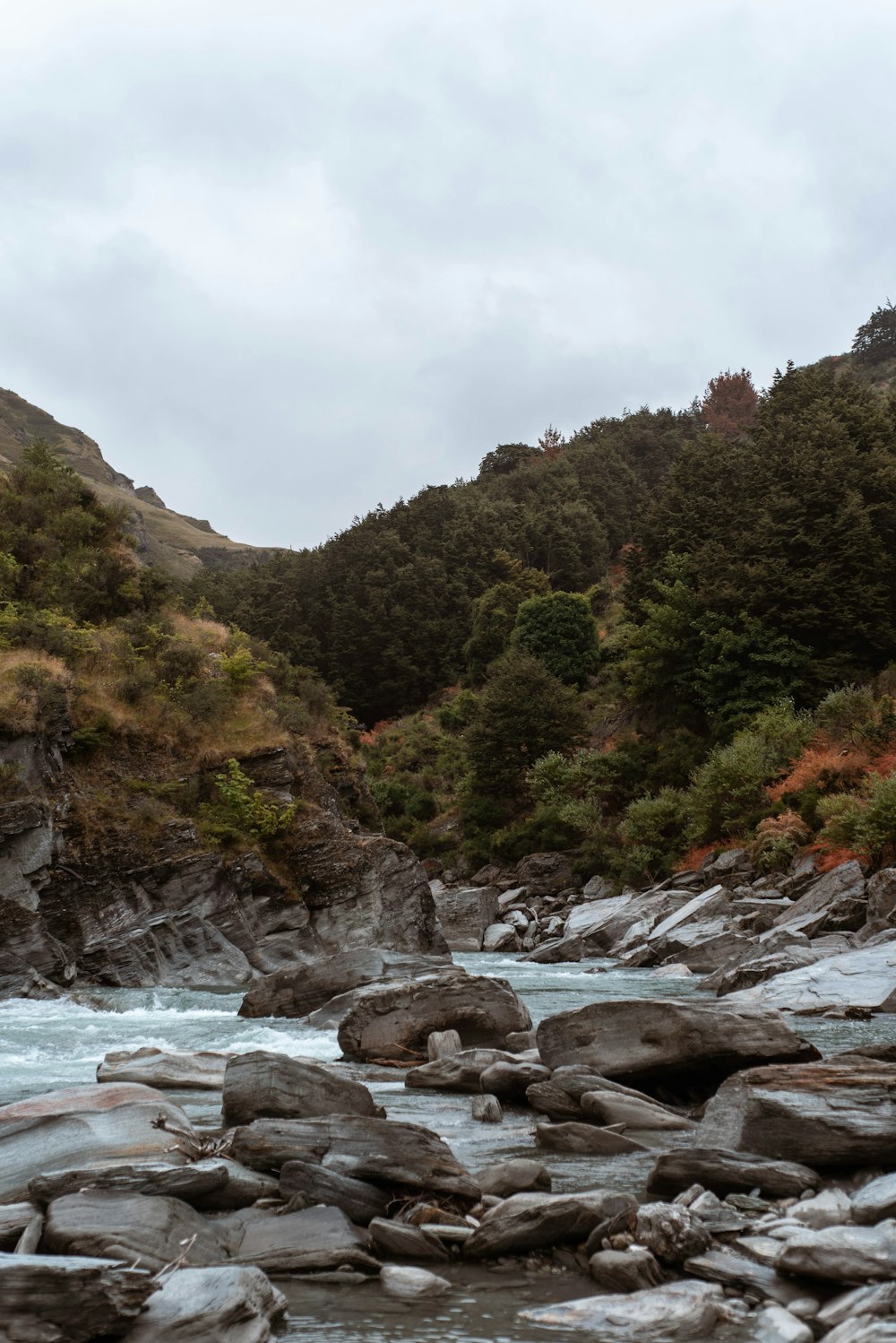 green trees beside river during daytime