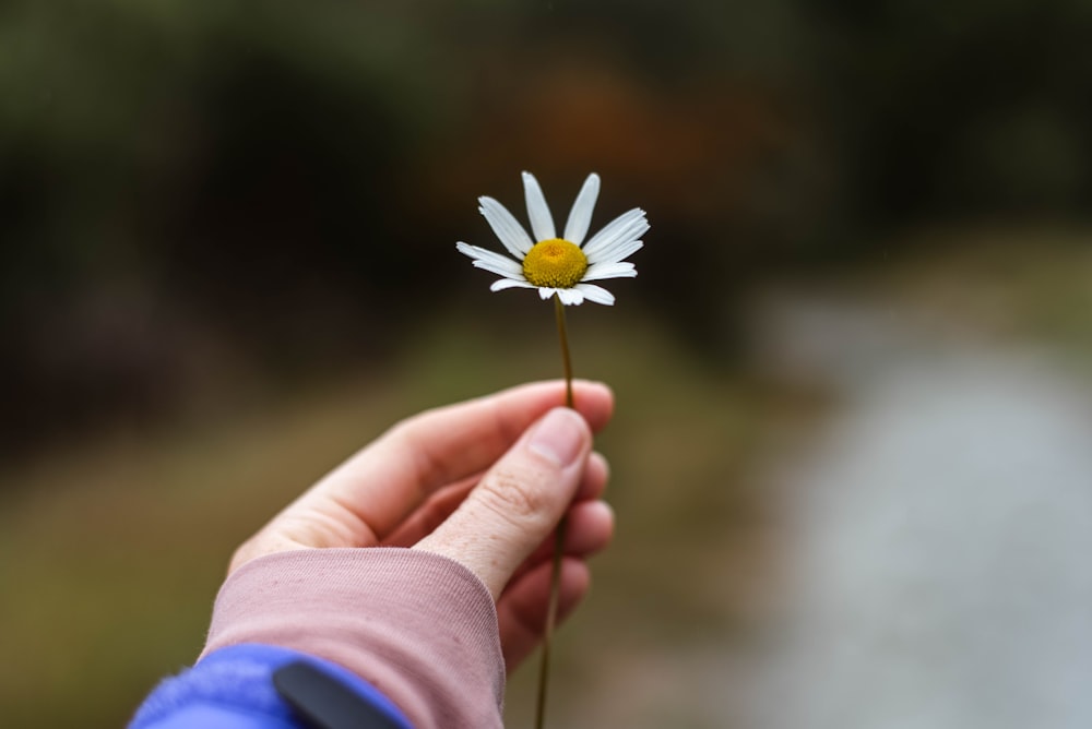 person holding white daisy flower