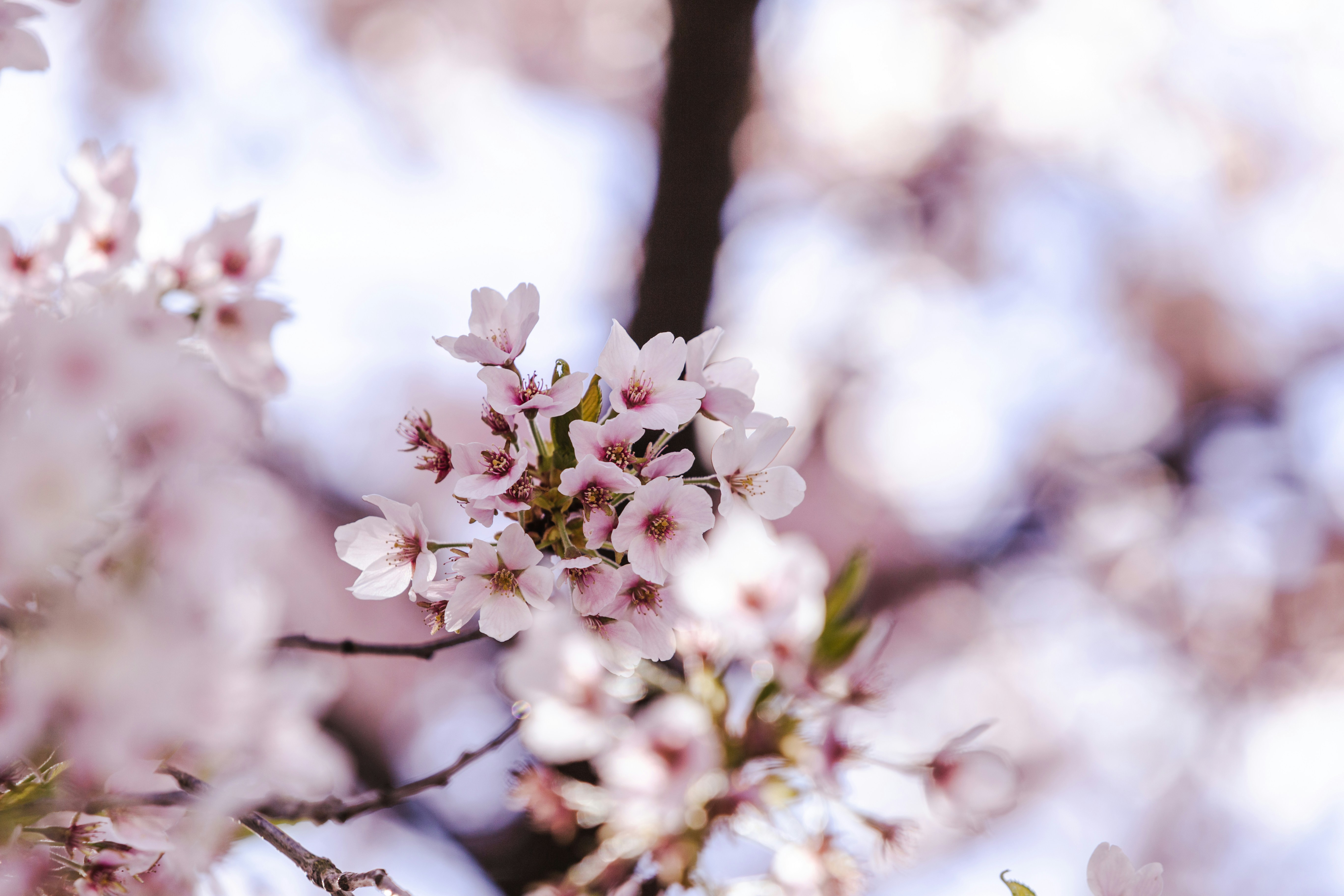 Photo by cbricephotography