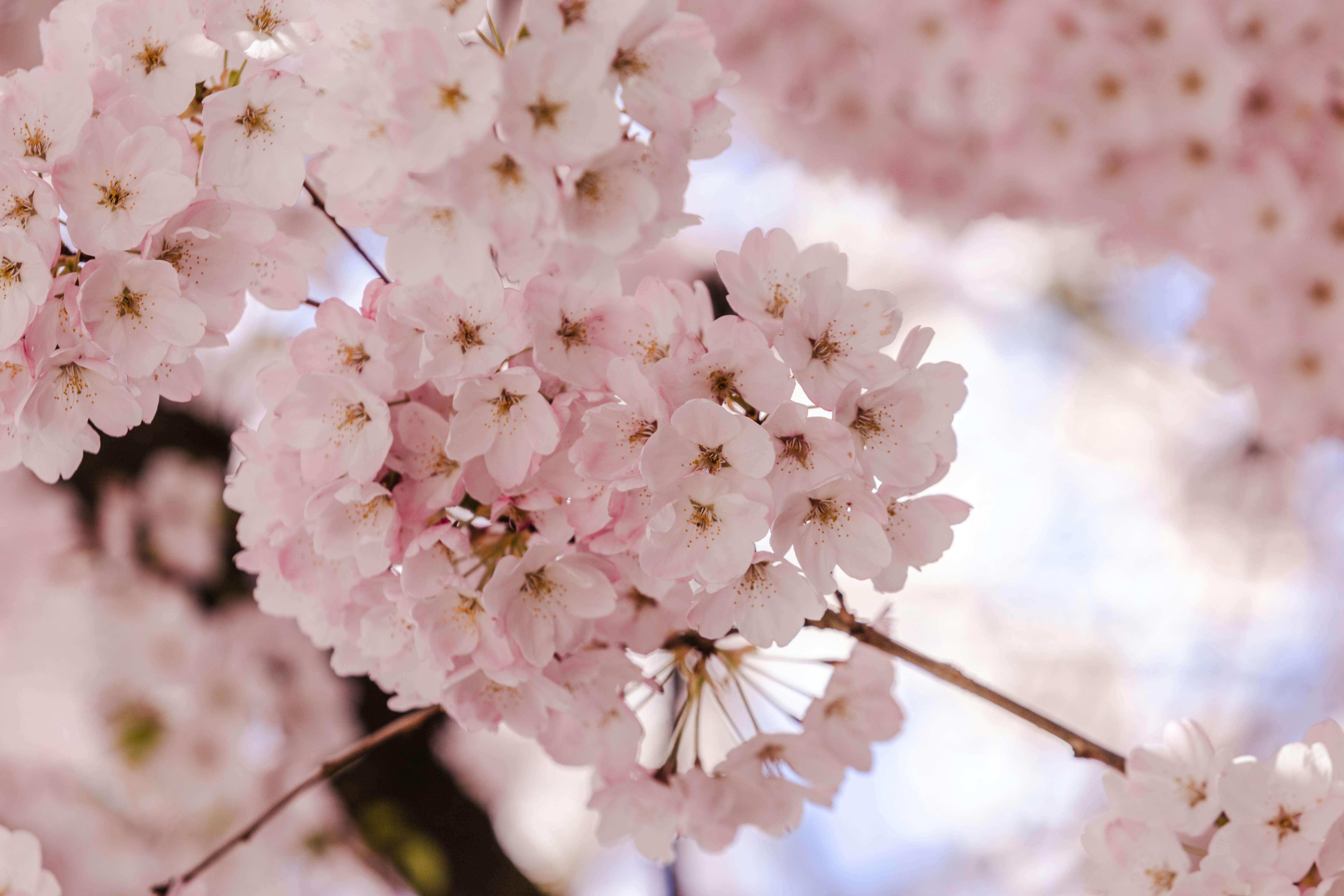 Photo by cbricephotography