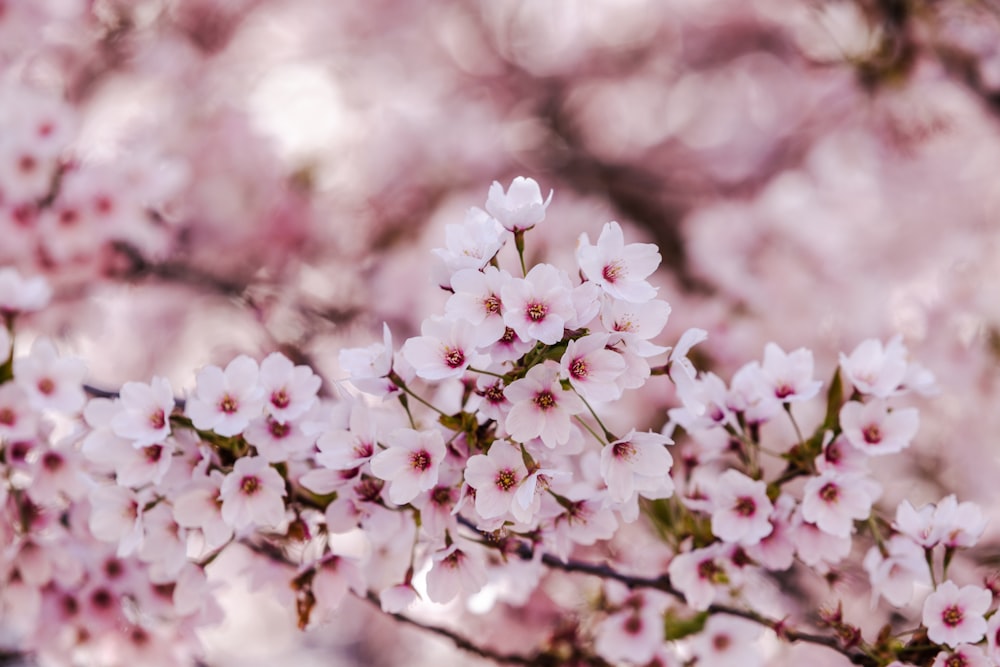 pink cherry blossom in close up photography