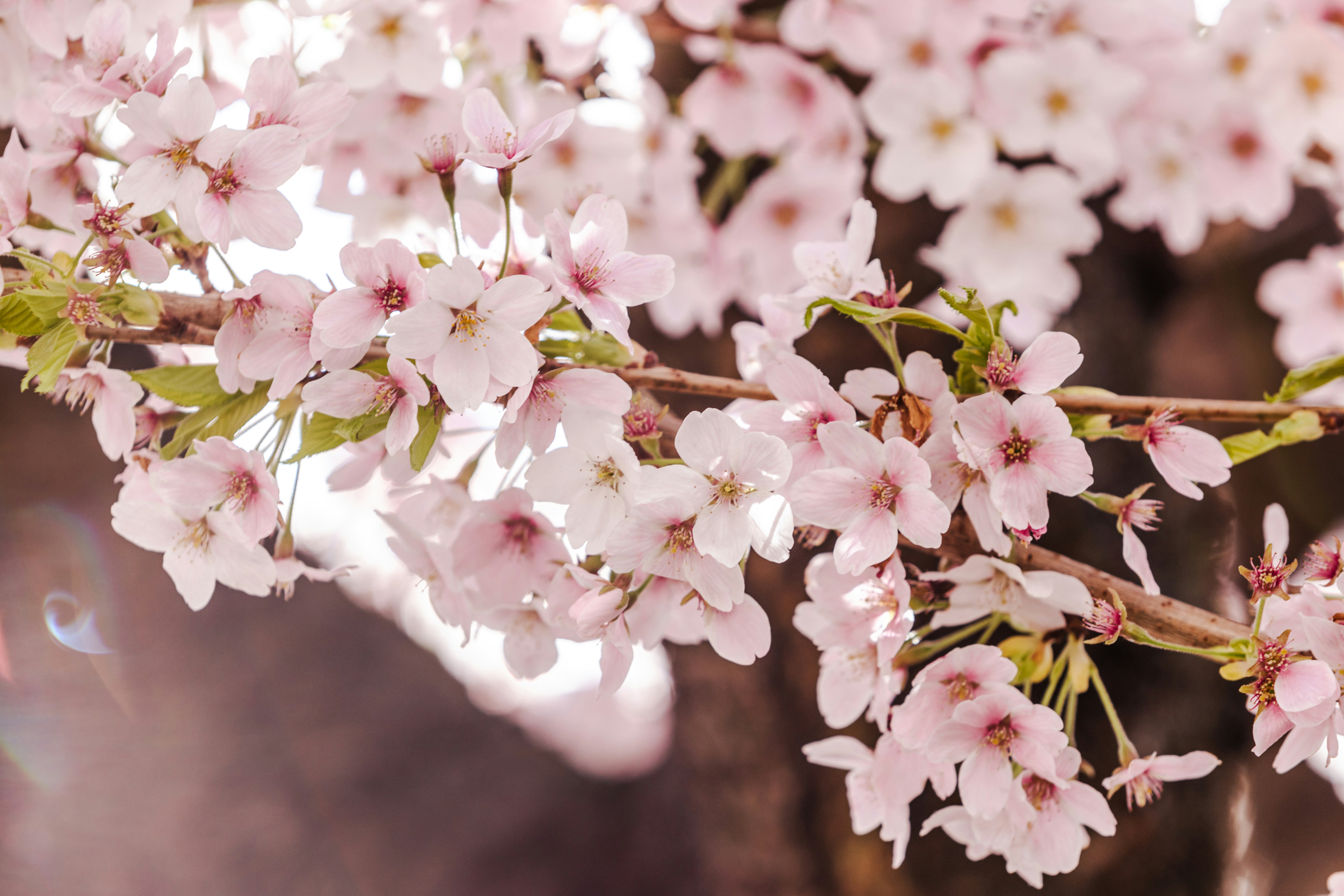 Photo by cbricephotography