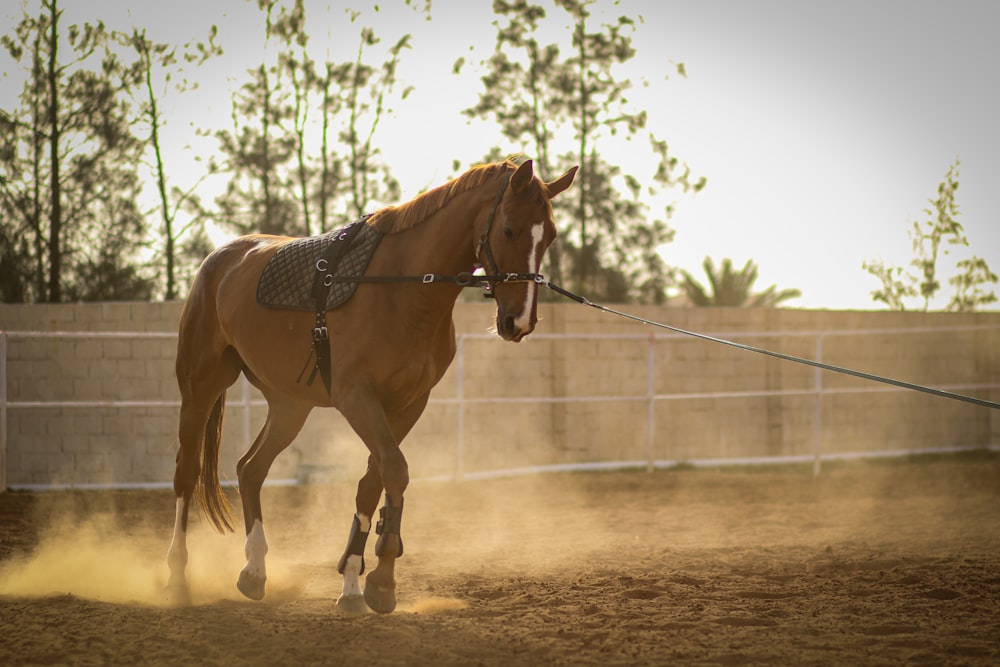 brown horse running on field during daytime