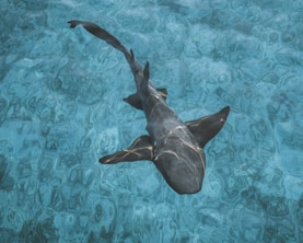 black shark on body of water