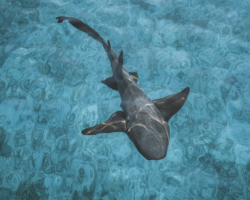 Tiburón negro en el cuerpo de agua