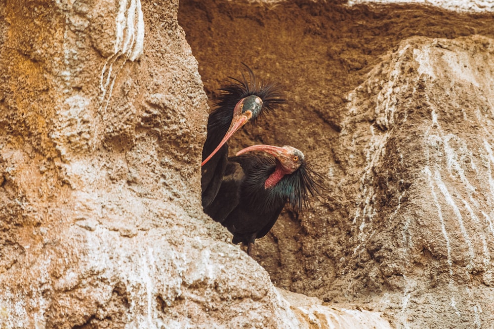 black and red bird on brown rock