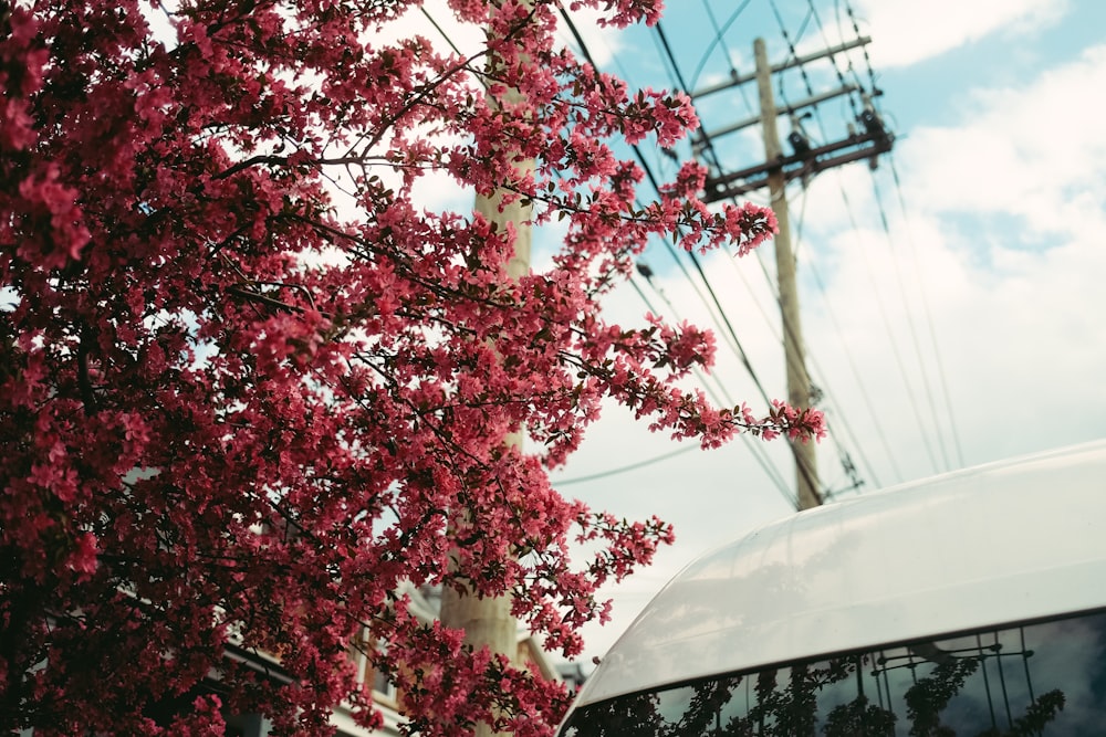 brown and green tree near white car during daytime