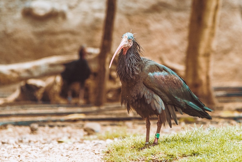 black and brown peacock on green grass during daytime