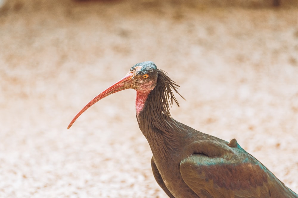 Uccello dal becco lungo marrone e verde