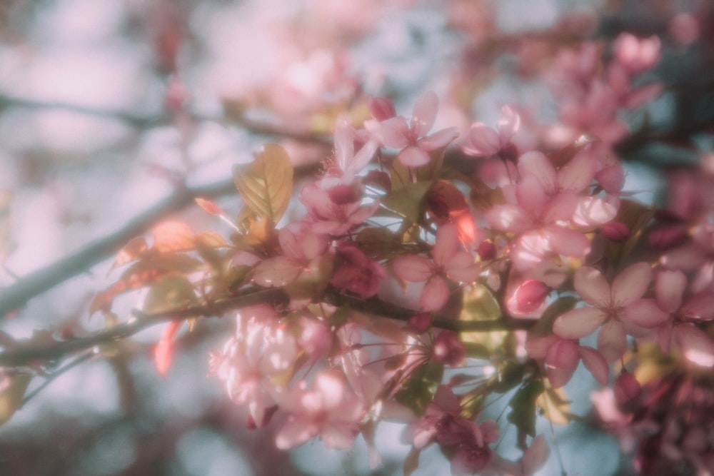 pink and yellow maple leaves