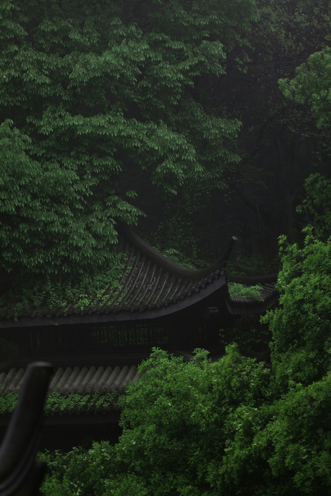 brown wooden bridge over green trees