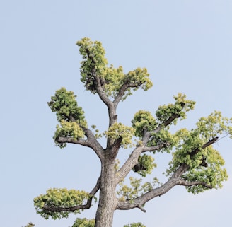 green tree under white sky during daytime