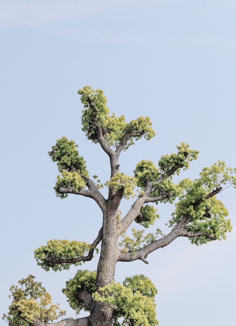 green tree under white sky during daytime