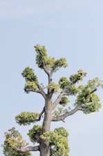 green tree under white sky during daytime