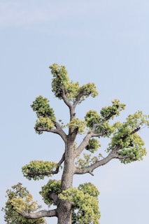 green tree under white sky during daytime