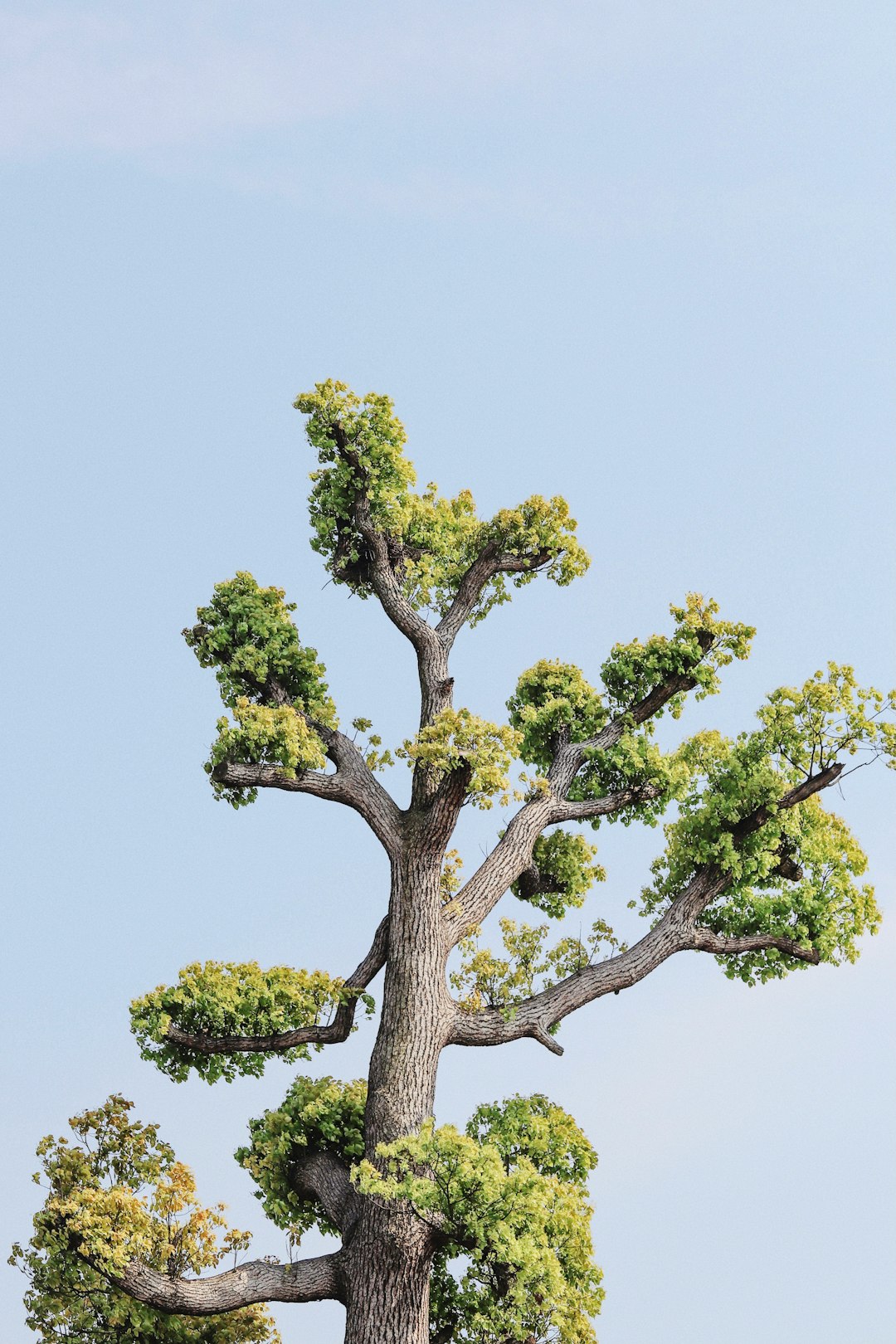 Strategic Tree Pruning: Spotting and Removing Weak Branches