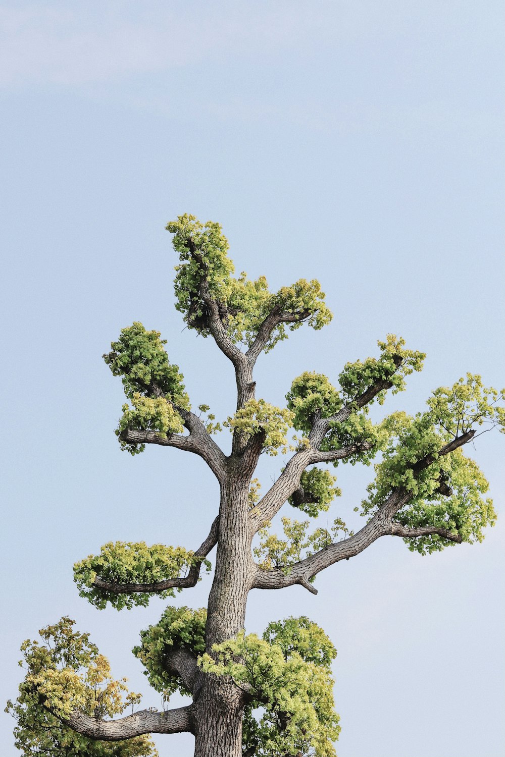 árbol verde bajo el cielo blanco durante el día