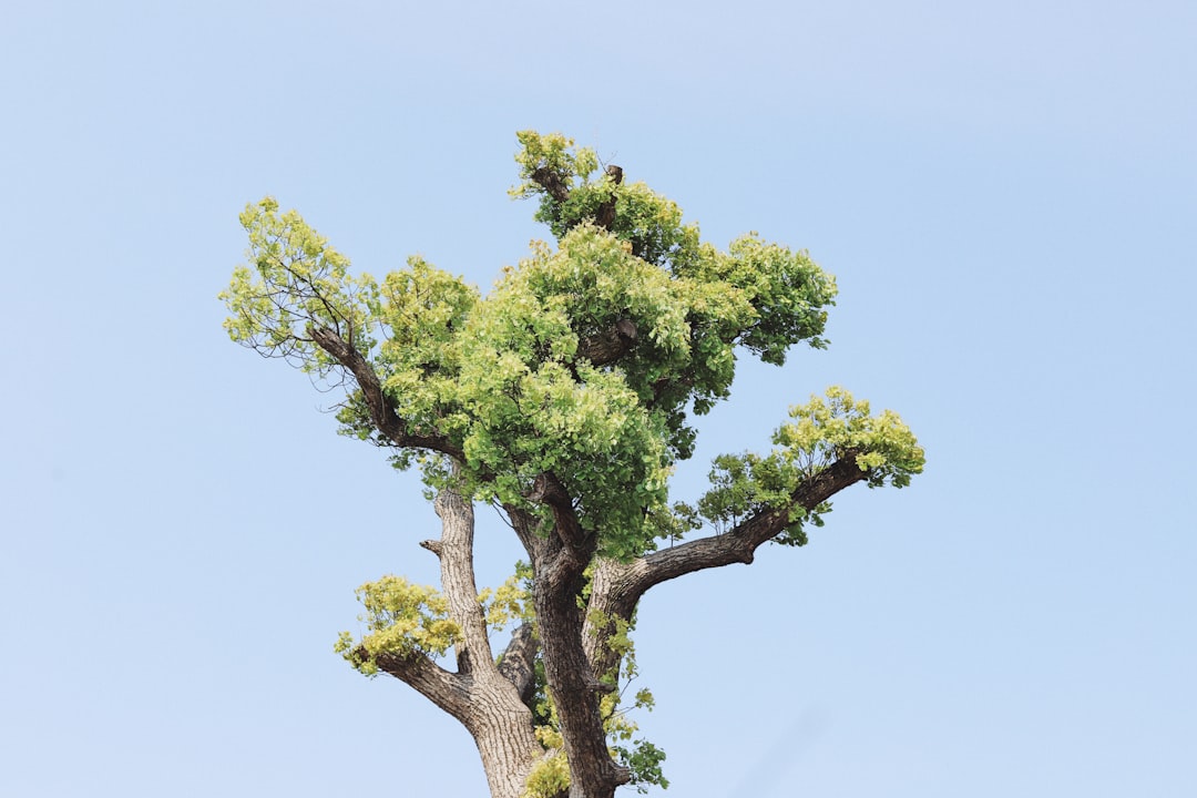 green tree under white sky during daytime