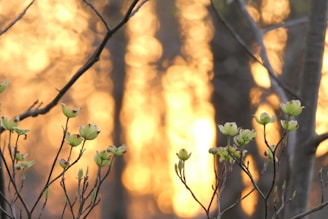 Soft golden light filtering through leaves, symbolizing calm and inner clarity.