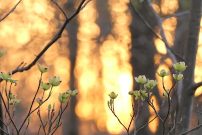 Soft golden light filtering through leaves, evoking peace and emotional clarity.