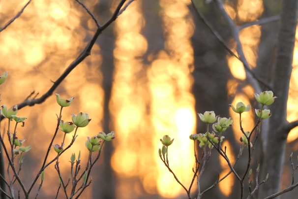 Soft golden light filtering through leaves, symbolizing calm and inner clarity.