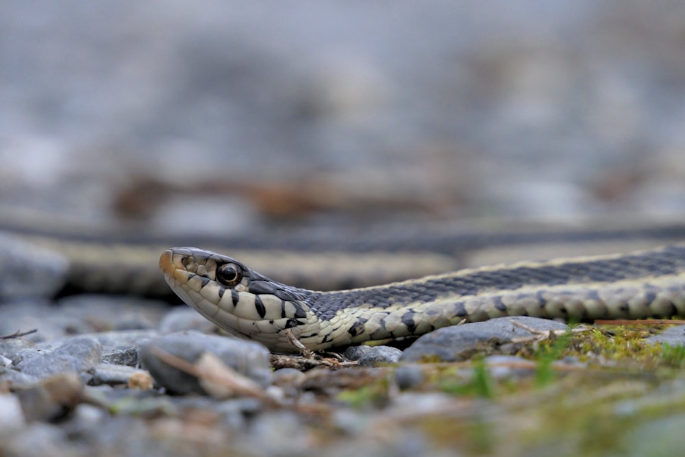 black and brown snake in close up photography