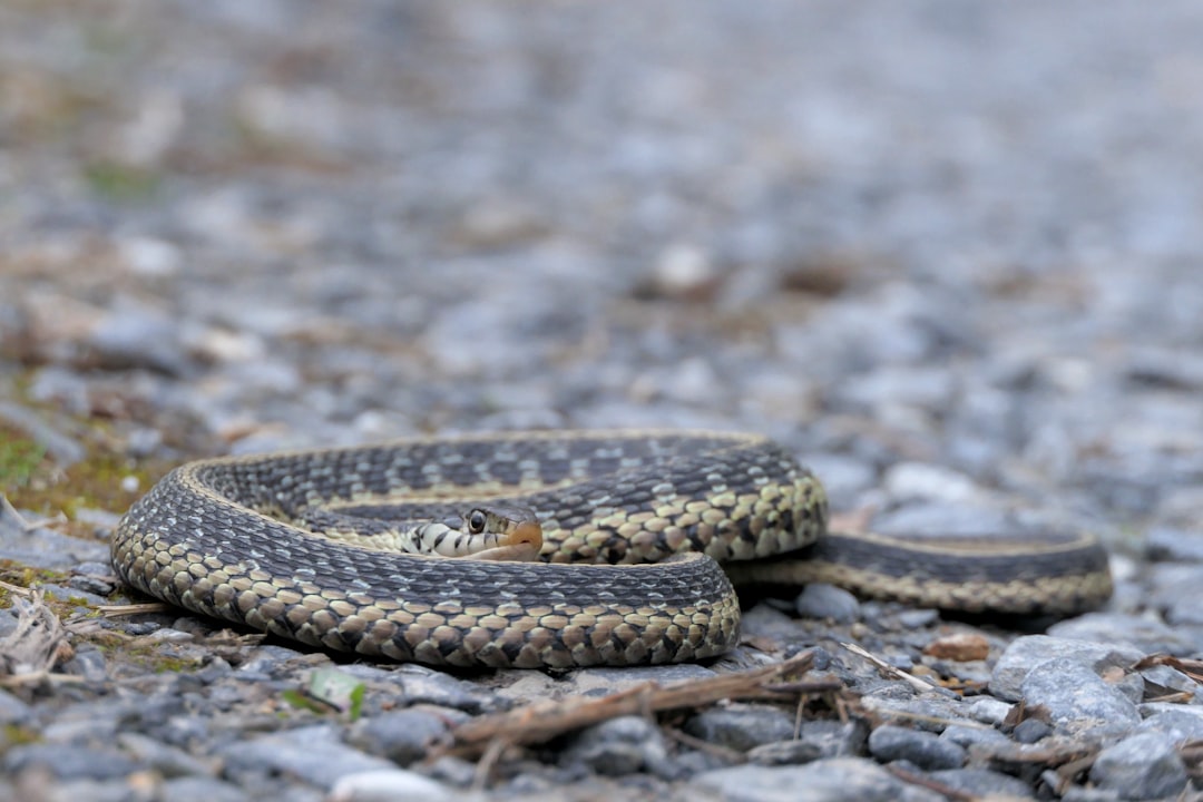 Snakes – A Symbol of Death