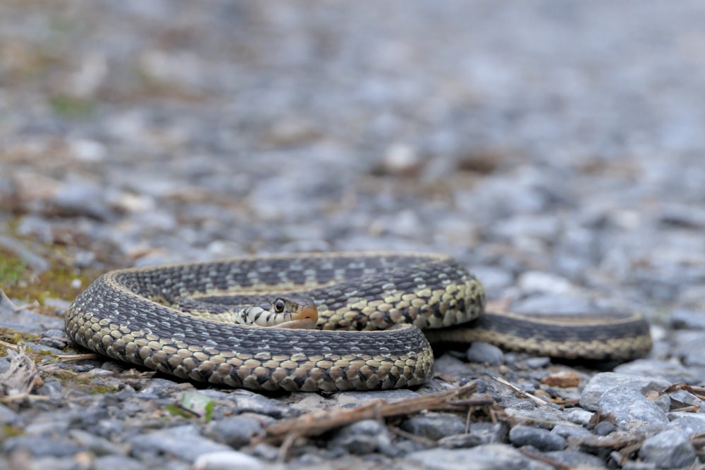 black and brown snake on ground
