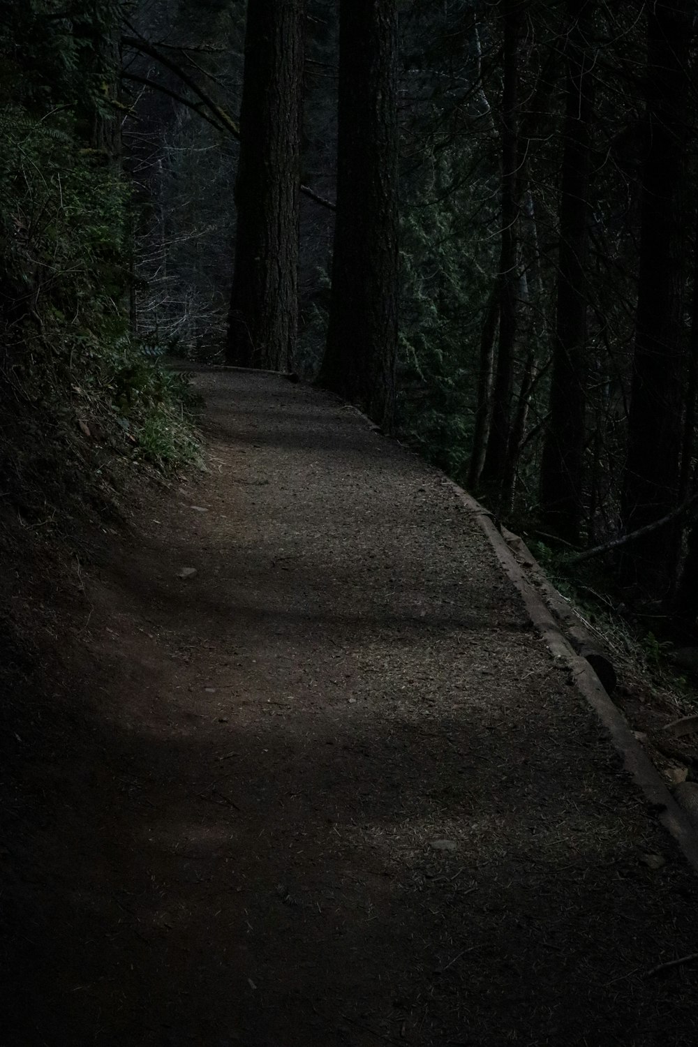 brown dirt road between trees during daytime