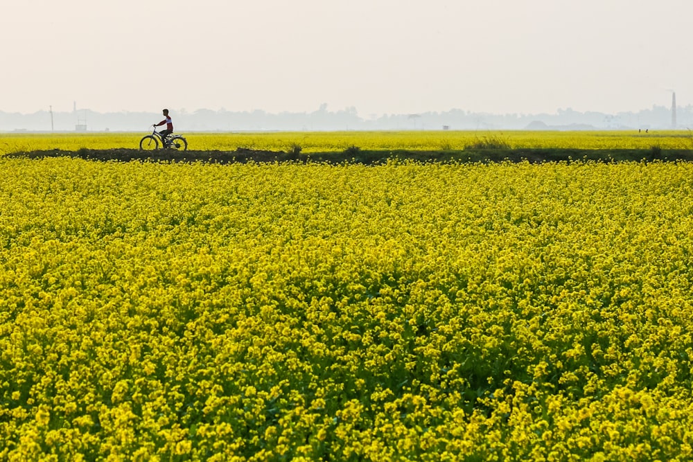 yellow flower field during daytime