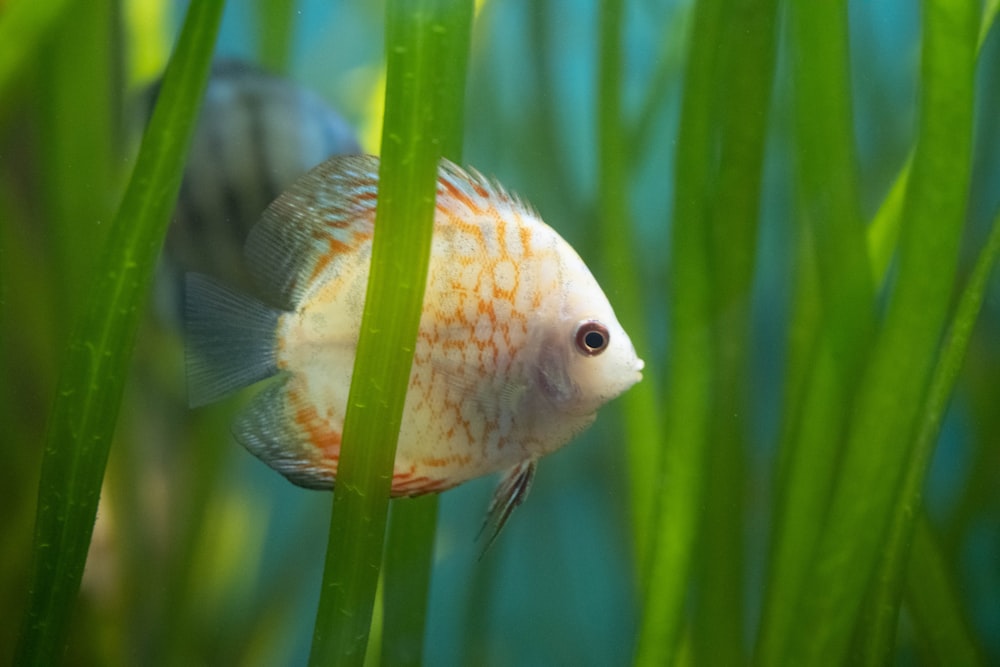 white and gray fish on green plant