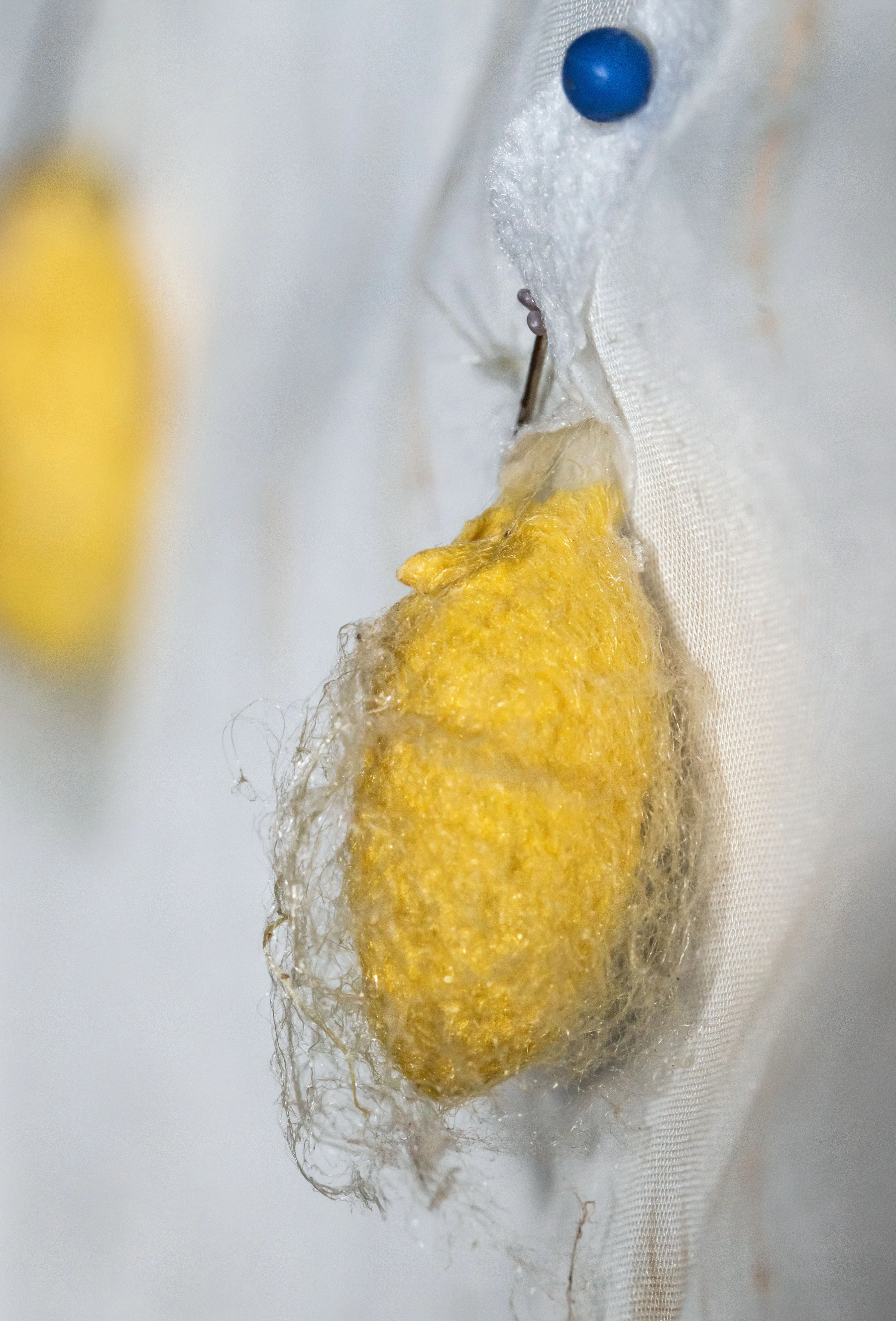 A golden yellow silk cocoon wrapped in loose floss, held in the fold of a white cloth