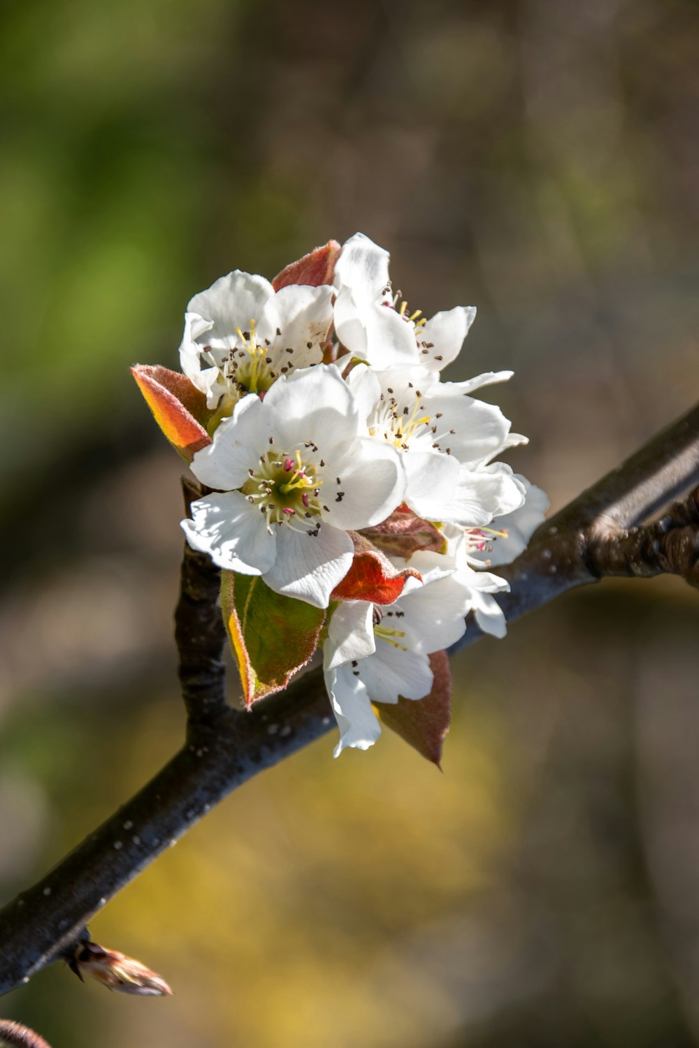 white and red flower in tilt shift lens